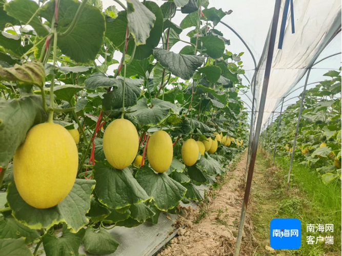 Video of cucumber growing techniques