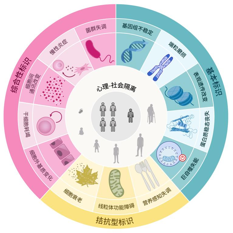 生物老化端粒酶理论
