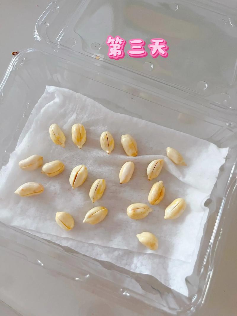 花生种植时间和方法