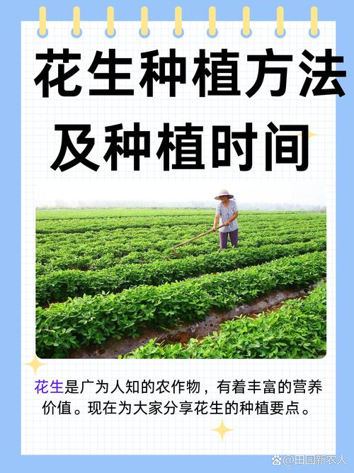 花生种植时间和方法
