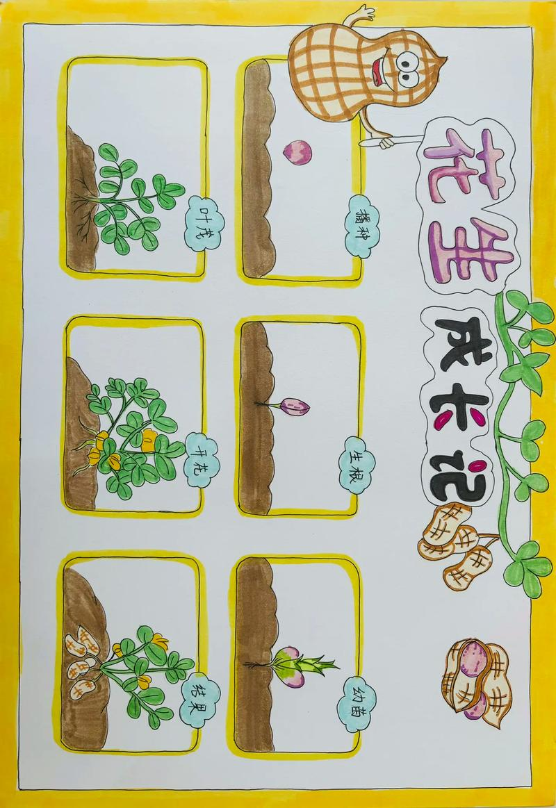 花生种植时间和方法