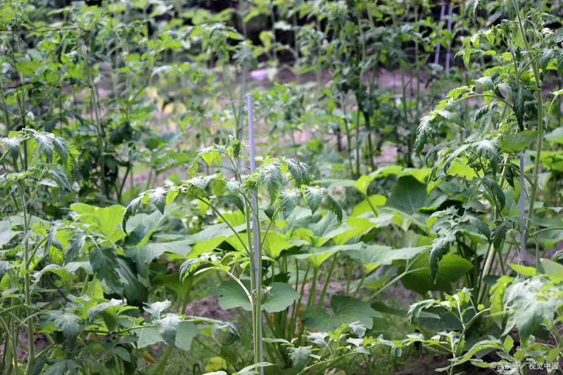 黄秋葵的种植方法 内蒙古