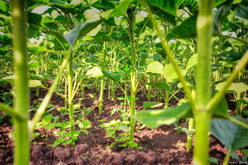 黄秋葵的种植方法 内蒙古
