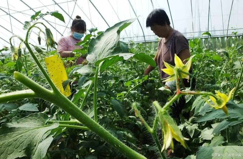 黄秋葵的种植方法 内蒙古