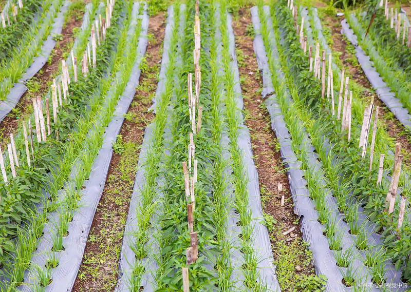 黄秋葵的种植方法 内蒙古