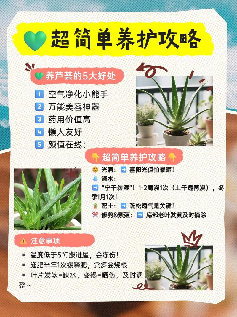 芦荟掐断种植方法