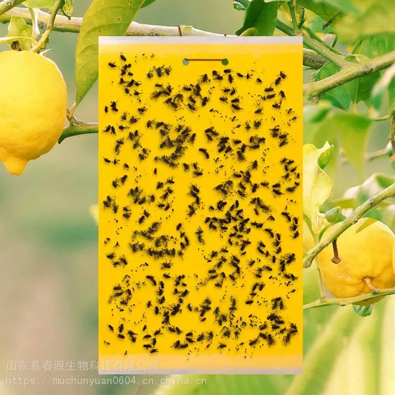 It's the market price for the beetles