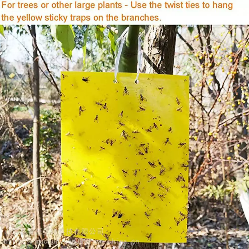 It's the market price for the beetles