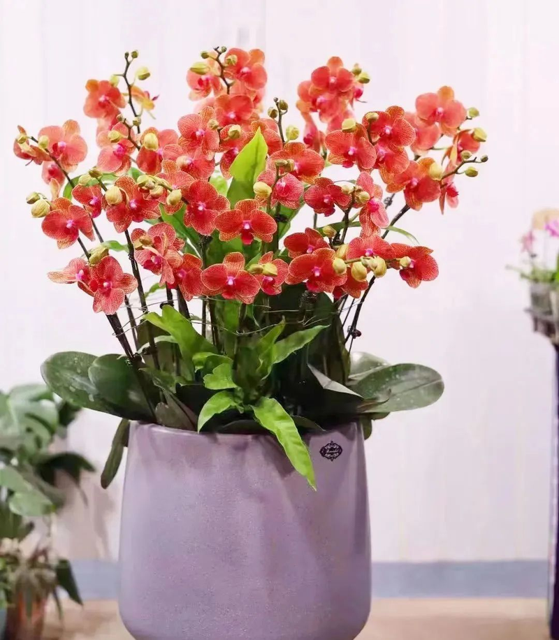 The method of planting the big orchid