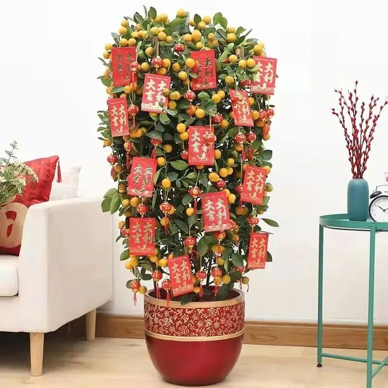 The method of planting the big orchid