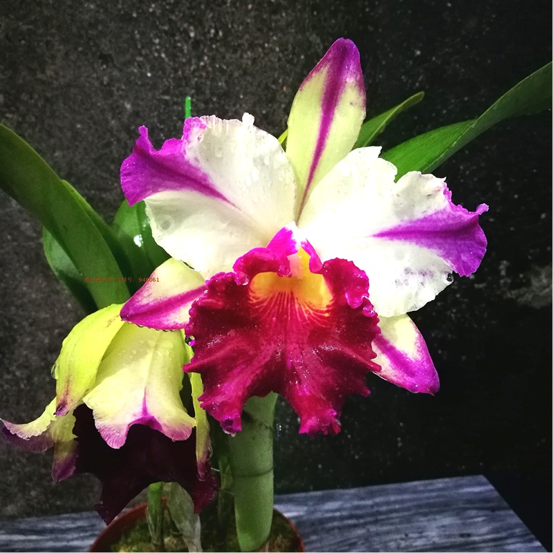 The method of planting the big orchid