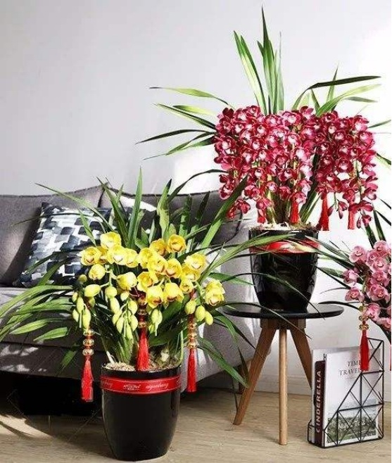 The method of planting the big orchid