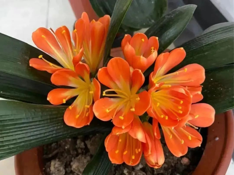 The method of planting the big orchid