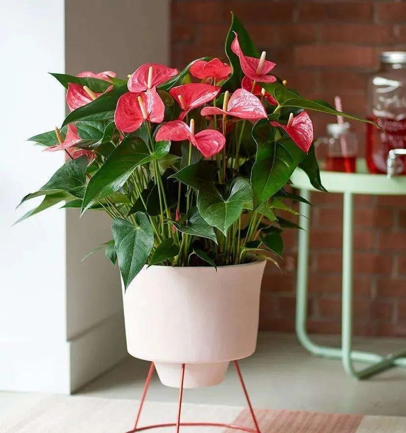 The method of planting the big orchid