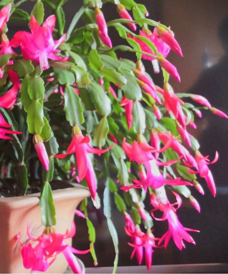 The method of planting the big orchid