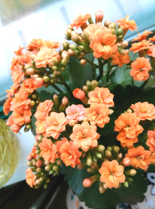 The method of planting the big orchid