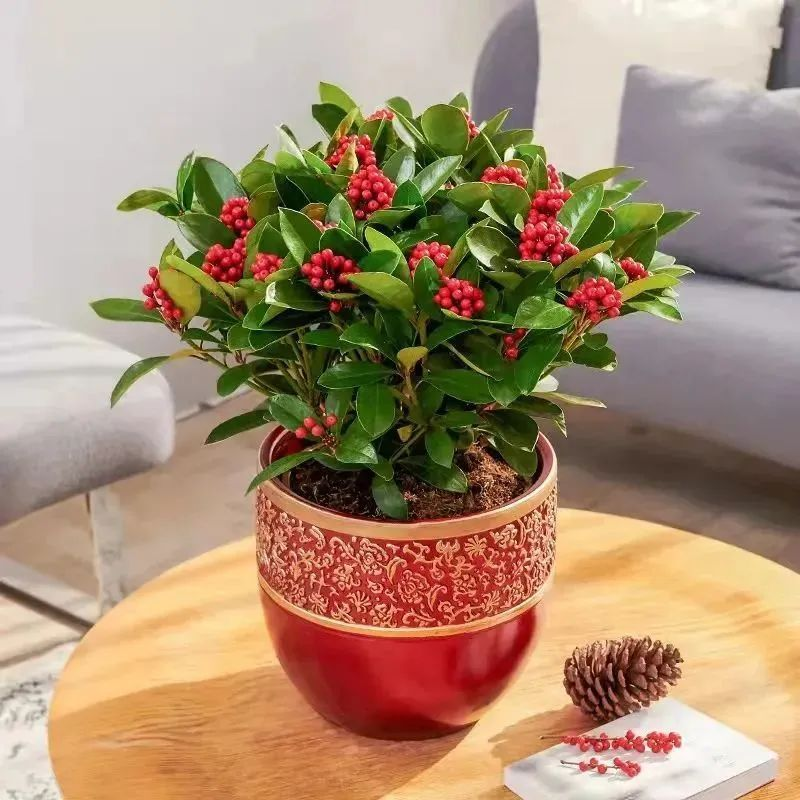 The method of planting the big orchid