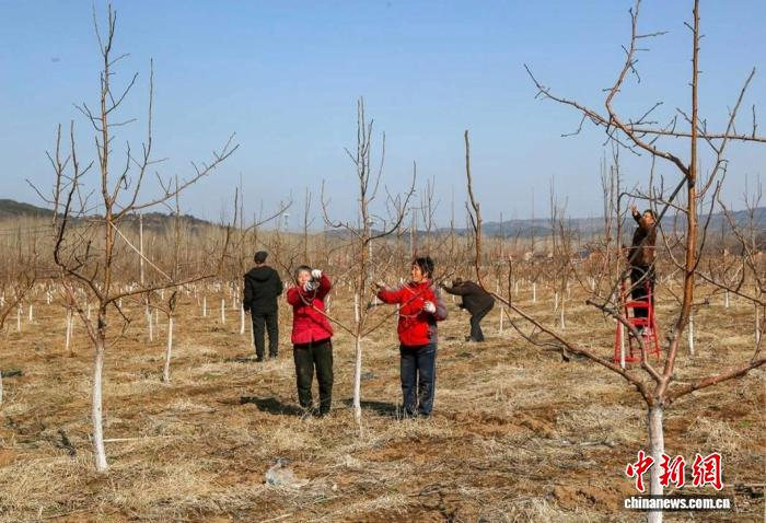A video of purple garlic growing technology
