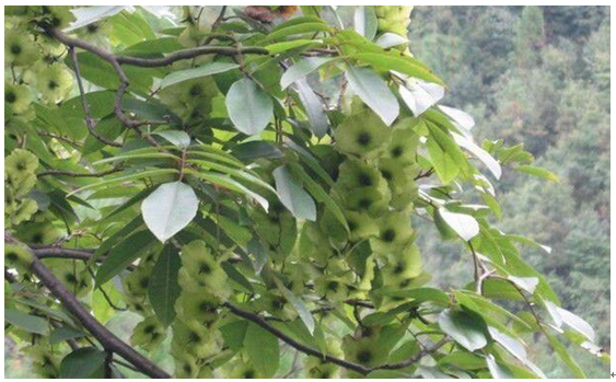 青钱柳种植技术