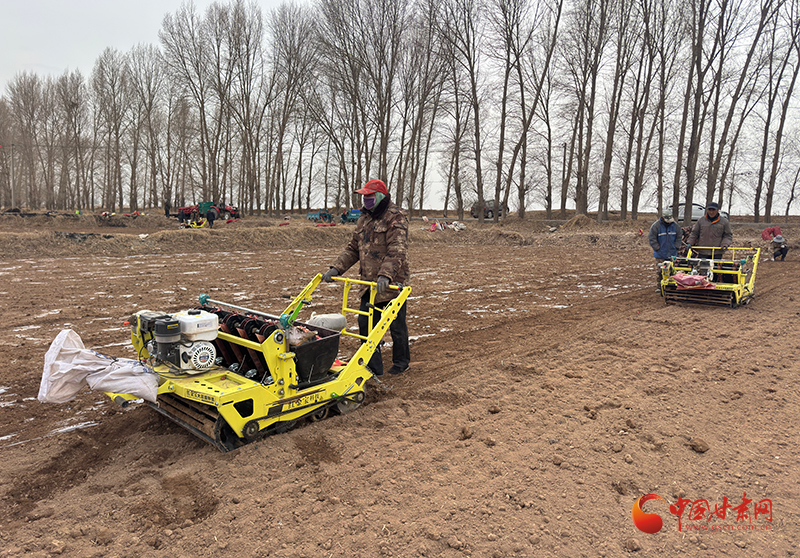 紫皮大蒜种植技术视频