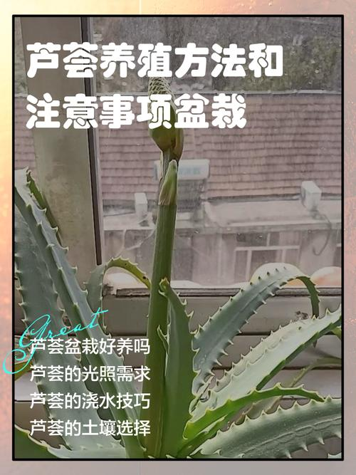 芦荟掐断种植方法