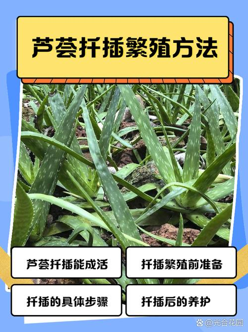 芦荟掐断种植方法