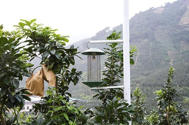 红心蜜柚种植技术