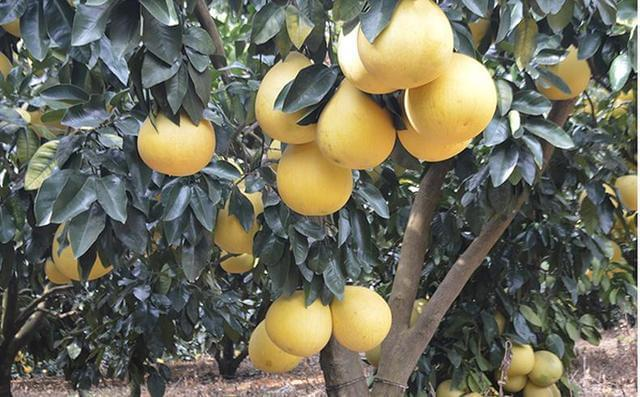 红心蜜柚种植技术