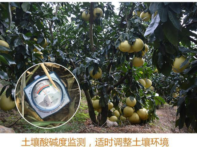 红心蜜柚种植技术