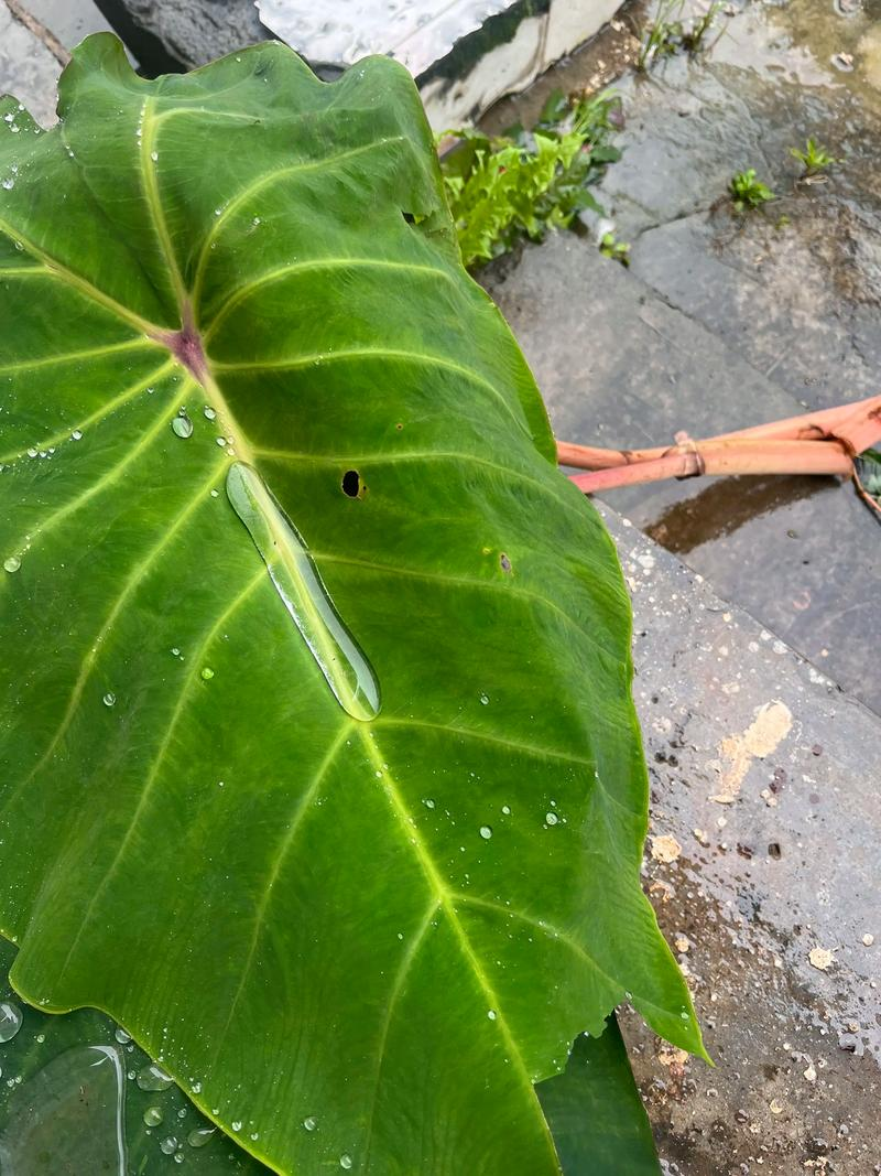 白附子种植技术