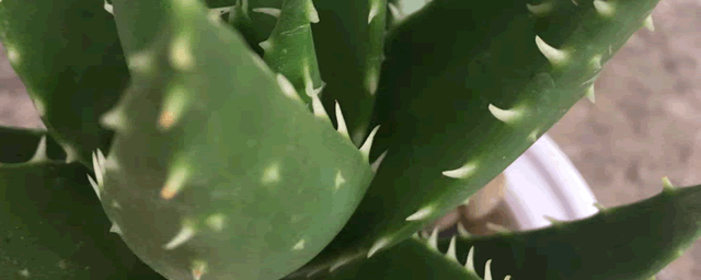 芦荟掐断种植方法