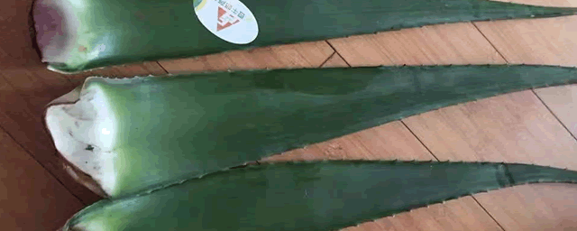 芦荟掐断种植方法