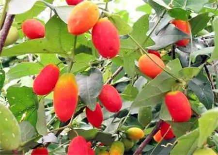 What kind of fruit tree is the most profitable now