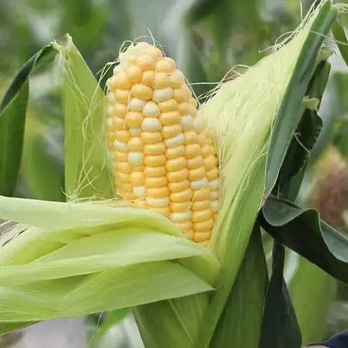 What kind of fruit tree is the most profitable now