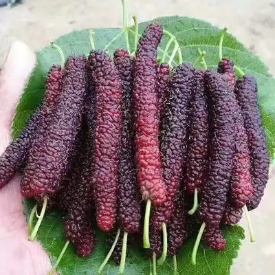 What kind of fruit tree is the most profitable now