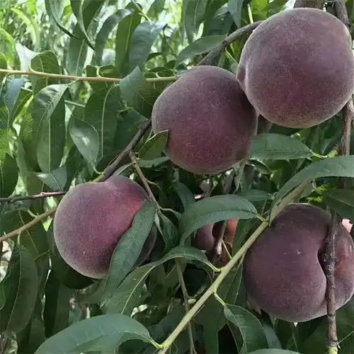 What kind of fruit tree is the most profitable now