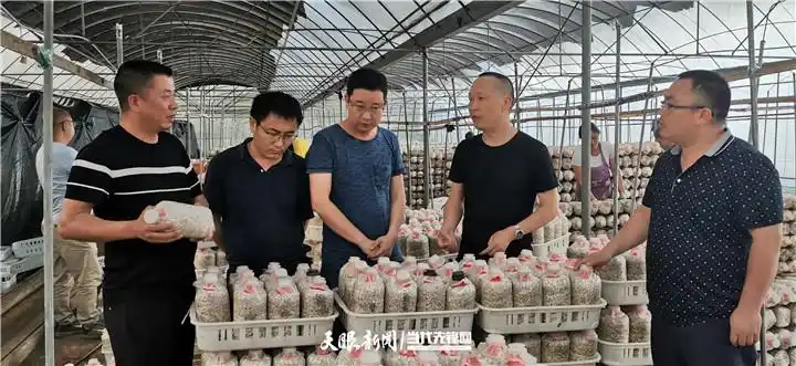 茶树菇如何种植技术