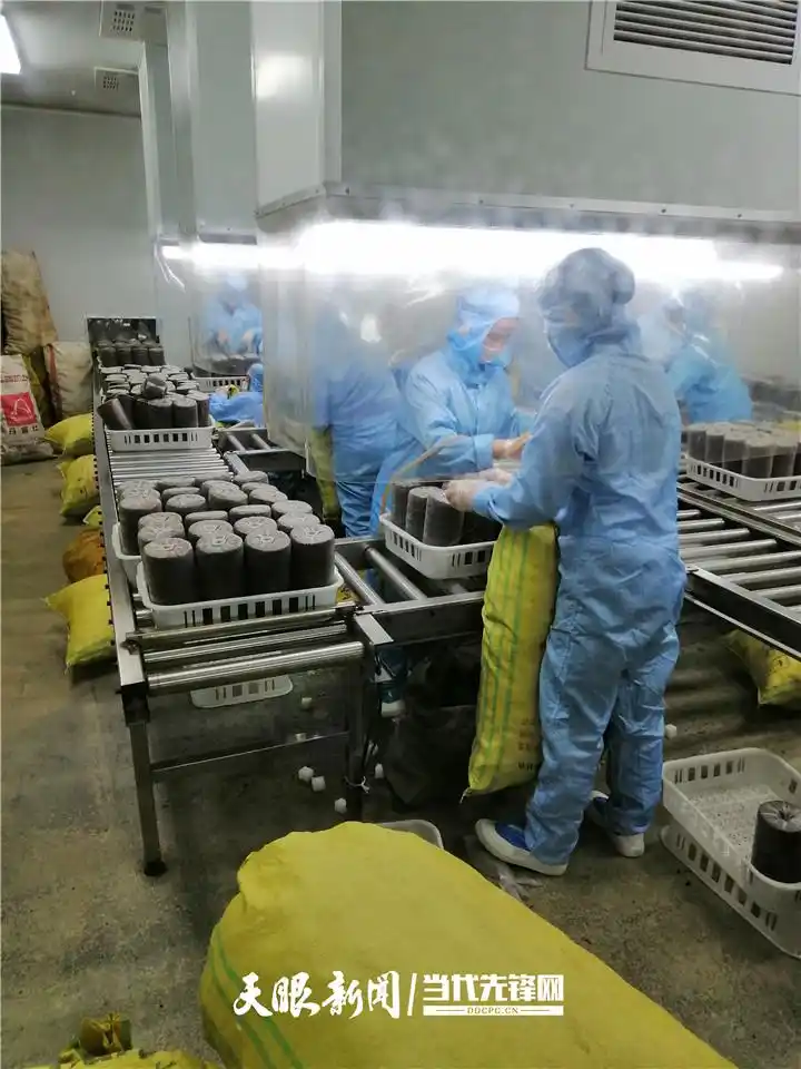 茶树菇如何种植技术