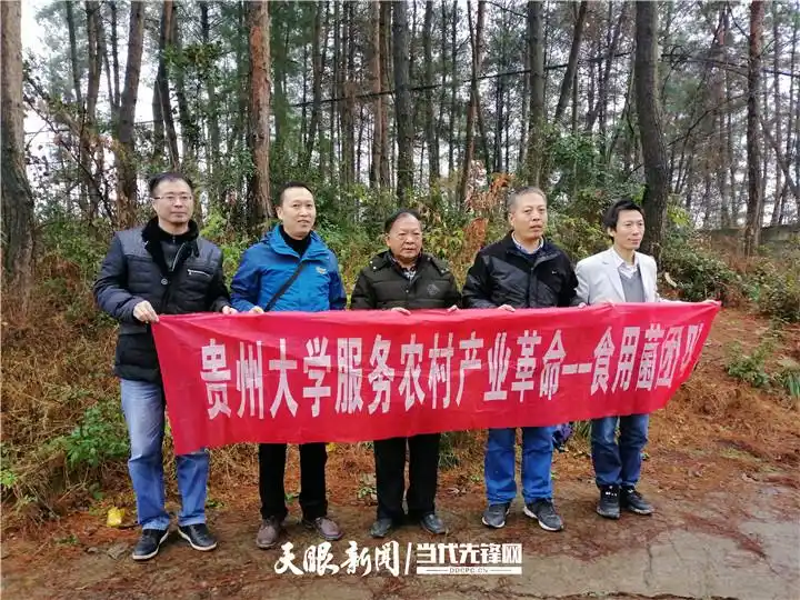 茶树菇如何种植技术