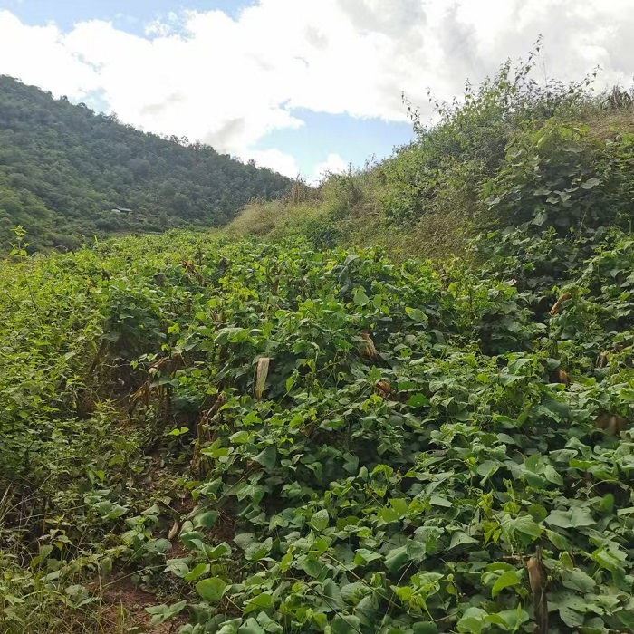 扁豆的种植方法