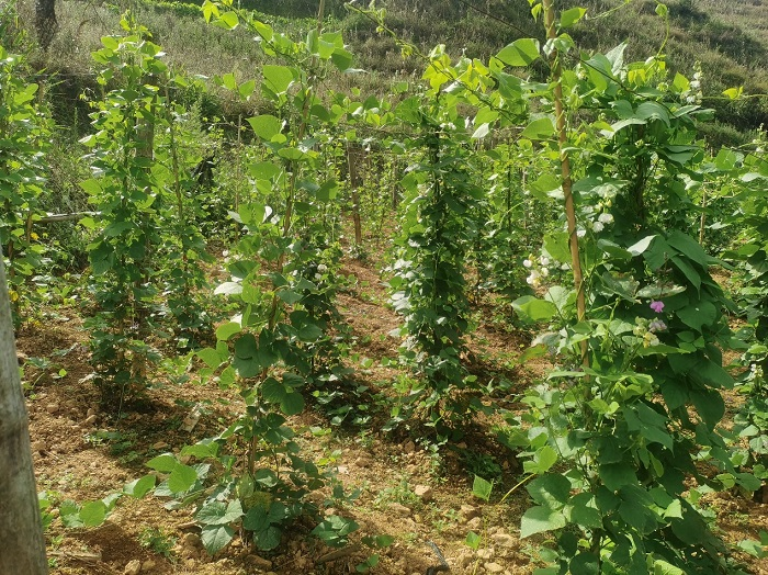 扁豆的种植方法