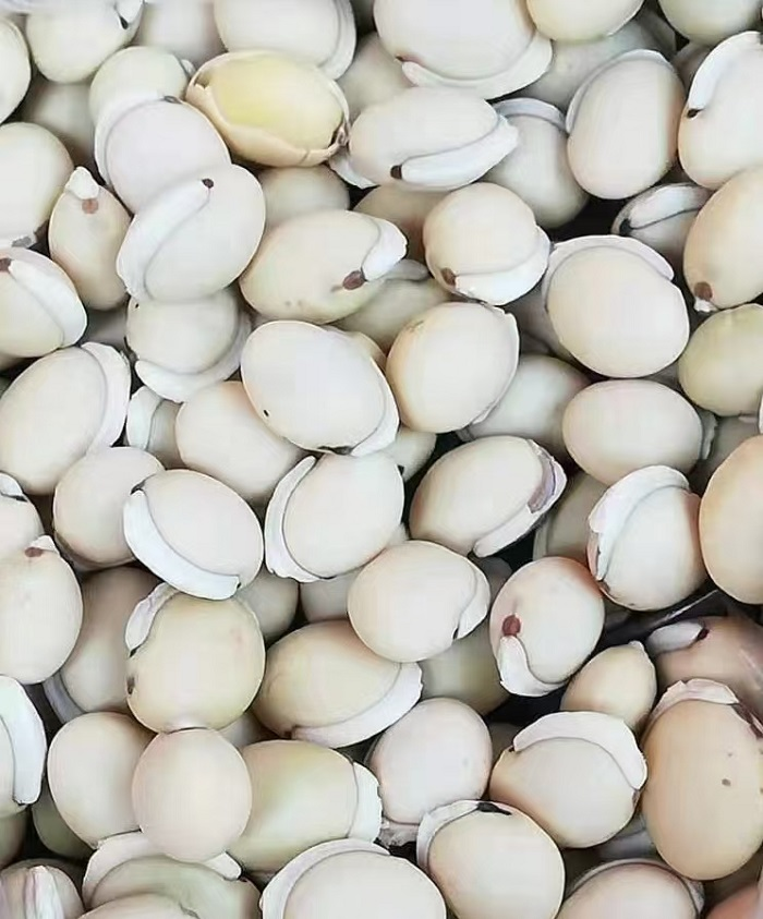 扁豆的种植方法