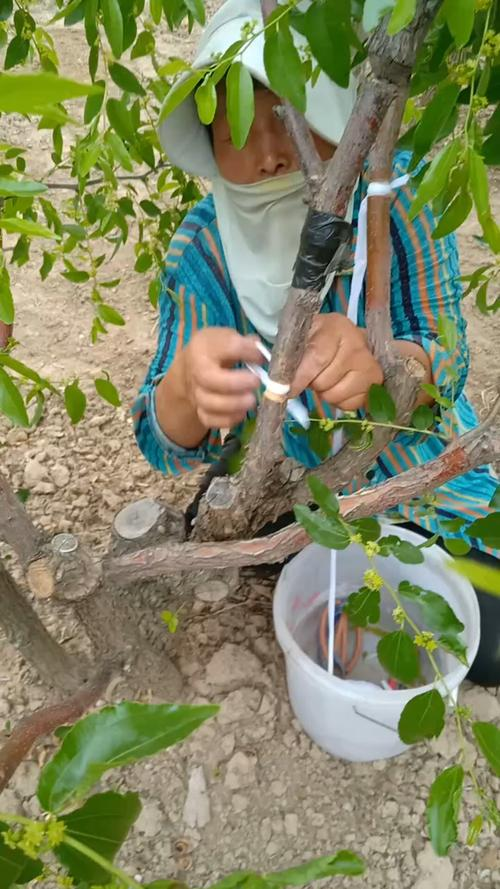 Date growing techniques