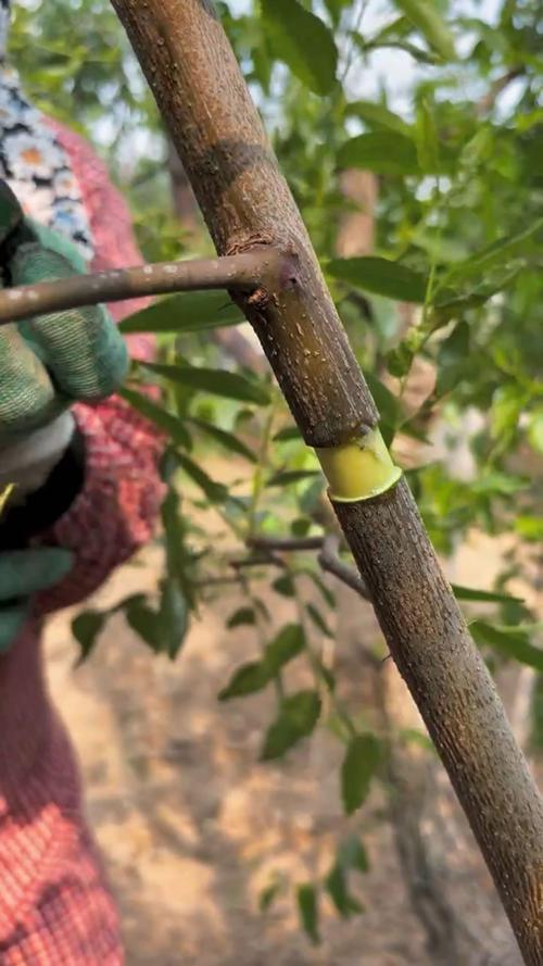 Date growing techniques