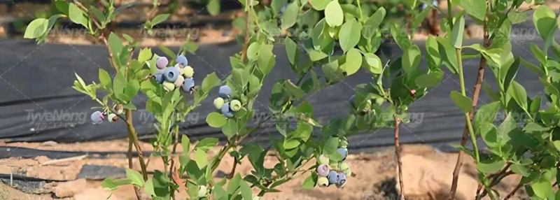 现在种植什么果树最赚钱