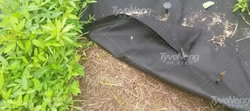 现在种植什么果树最赚钱