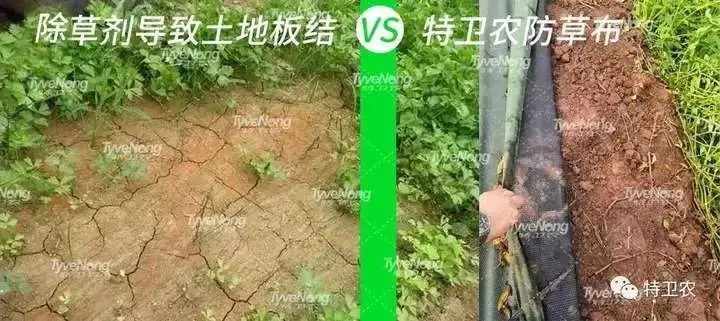 现在种植什么果树最赚钱