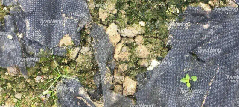 现在种植什么果树最赚钱