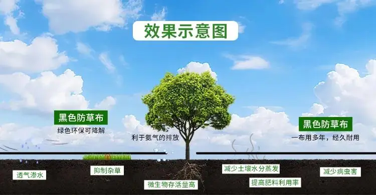 现在种植什么果树最赚钱