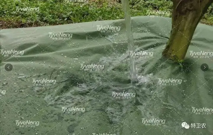 现在种植什么果树最赚钱